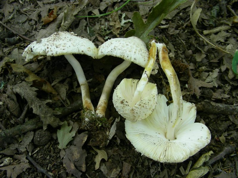 6) Fotografati il 16.06.2012. sotto Quercia